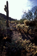 Sonora desert, Arizona